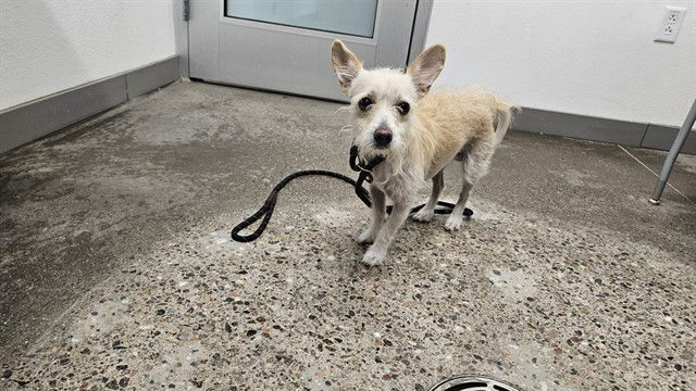 adoptable Dog in Mesa, AZ named MOJO