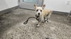 adoptable Dog in  named MOJO