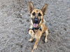adoptable Dog in mesa, AZ named DUKE