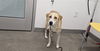 adoptable Dog in , AZ named LIZZIE