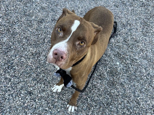 adoptable Dog in Mesa, AZ named ROCKY ROAD
