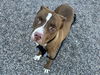 adoptable Dog in  named ROCKY ROAD
