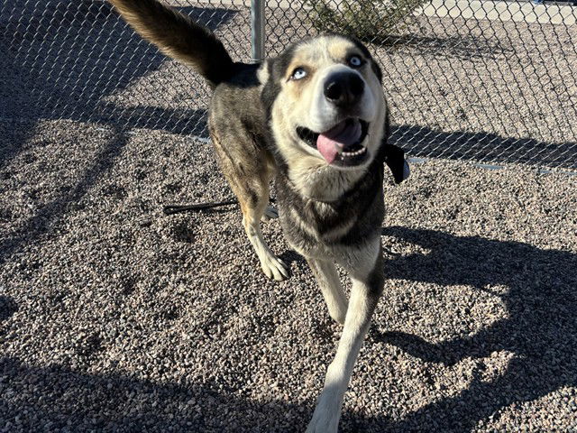 adoptable Dog in Mesa, AZ named CHOPPER