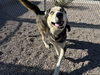 adoptable Dog in  named CHOPPER