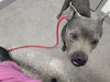 adoptable Dog in  named BUGGZY
