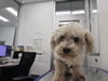adoptable Dog in  named FLOOF
