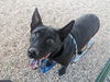 adoptable Dog in  named MAGIC