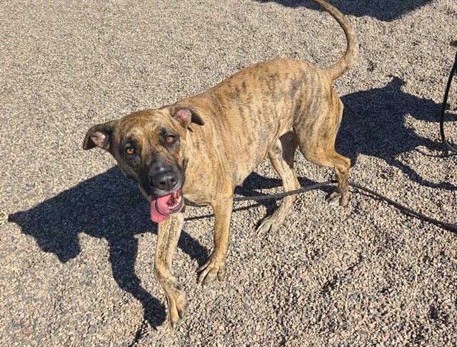 adoptable Dog in Mesa, AZ named MAIZIE