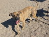 adoptable Dog in  named MAIZIE