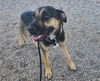 adoptable Dog in  named GWEN