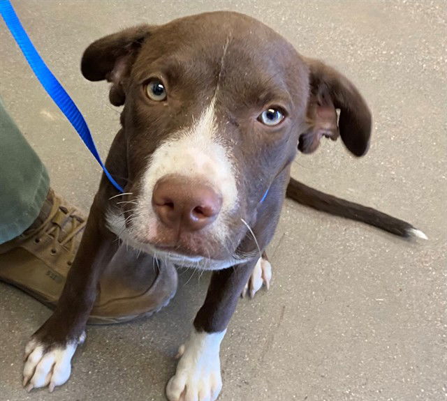 adoptable Dog in Mesa, AZ named POPPY