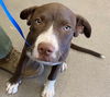 adoptable Dog in  named POPPY