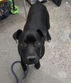 adoptable Dog in  named KILN