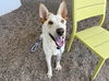 adoptable Dog in mesa, AZ named HAKU