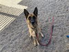 adoptable Dog in mesa, AZ named GABBI