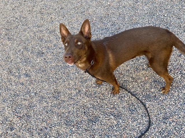 adoptable Dog in Mesa, AZ named GUNTHER