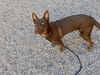 adoptable Dog in  named GUNTHER