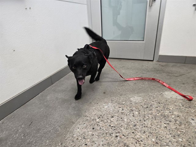 adoptable Dog in Mesa, AZ named SCOTTIE
