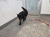 adoptable Dog in  named SCOTTIE