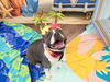 adoptable Dog in  named ZOEY