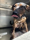 adoptable Dog in mesa, AZ named TURBO