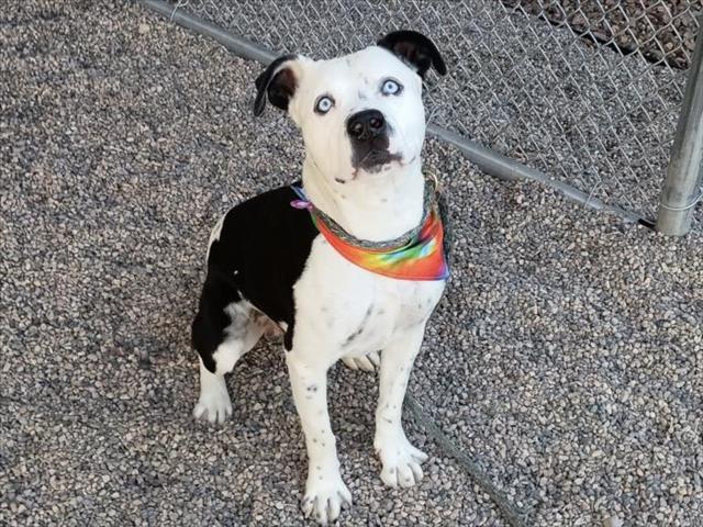 adoptable Dog in Mesa, AZ named VISERION