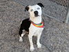 adoptable Dog in  named VISERION