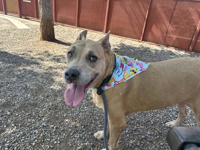 adoptable Dog in Mesa, AZ named PRINCESS