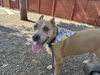 adoptable Dog in  named PRINCESS