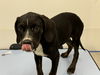 adoptable Dog in  named BUBBLES
