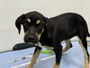 adoptable Dog in  named JENNY