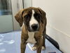 adoptable Dog in  named KITRA