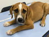 adoptable Dog in  named OAK