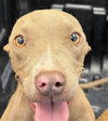 adoptable Dog in mesa, AZ named BOP