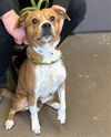 adoptable Dog in mesa, AZ named GEORGE