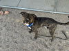 adoptable Dog in mesa, AZ named GIZMO