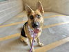 adoptable Dog in mesa, AZ named DAISY