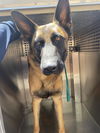 adoptable Dog in mesa, AZ named BARNEY