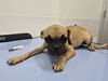 adoptable Dog in mesa, AZ named TOADETTE