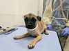adoptable Dog in mesa, AZ named BIRDO