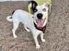 adoptable Dog in mesa, AZ named FOXHOUND