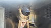 adoptable Dog in mesa, AZ named SHAE