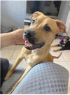 adoptable Dog in mesa, AZ named EMERSON