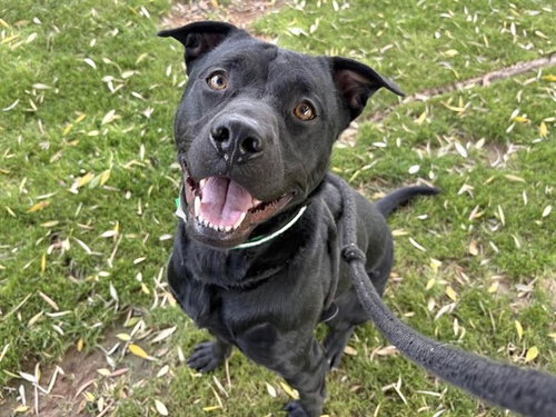 FRY - American Pit Bull Terrier available for adoption