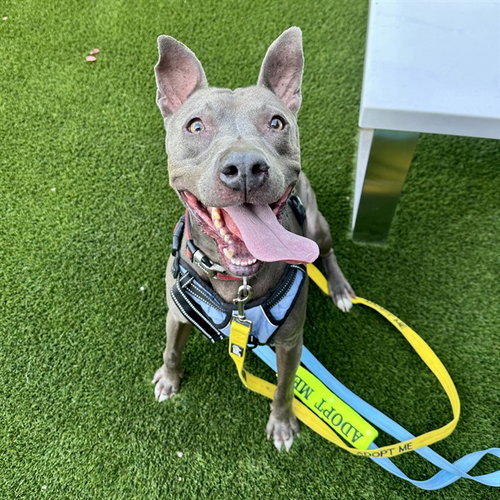 DR OLIVER, an adoptable American Staffordshire Terrier in Mesa, AZ