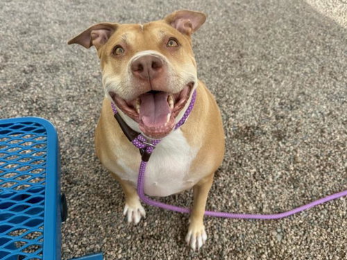 TINY - American Pit Bull Terrier available for adoption
