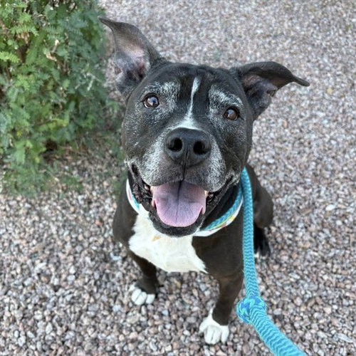 ROGUE - American Pit Bull Terrier for adoption in Tempe