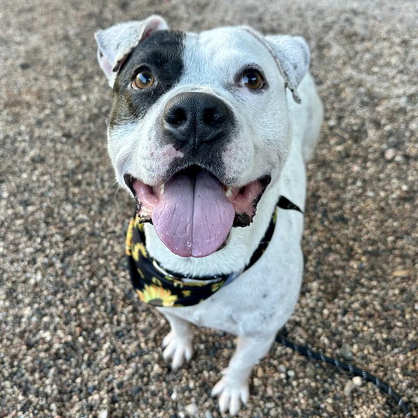 TIBURON