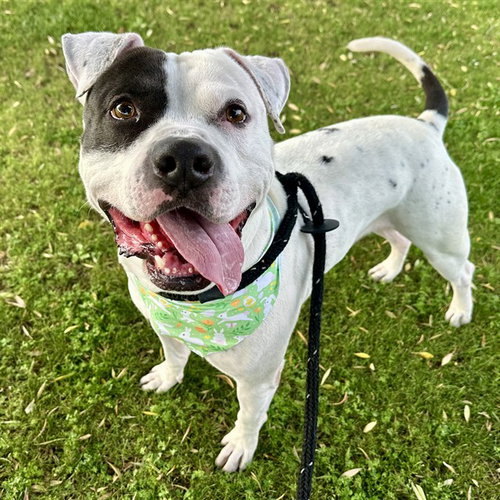 TIBURON, an adoptable American Pit Bull Terrier in Mesa, AZ