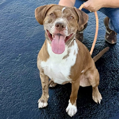 CALLIE, an adoptable Catahoula Leopard Dog in Mesa, AZ